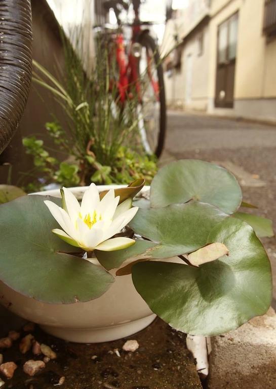 Love Kyoto Kyoenkan Kamer foto